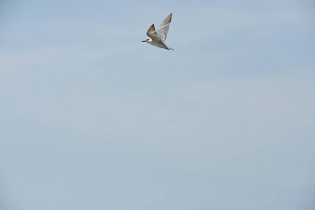 航班 自然 翅膀 海滩 飞行 海鸟 接触 夏天 羽毛 空气