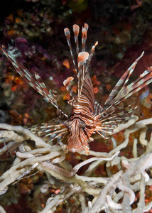 海的 海洋 蝎子鱼 危险 珊瑚 斑马鱼 水下 美女 暗礁
