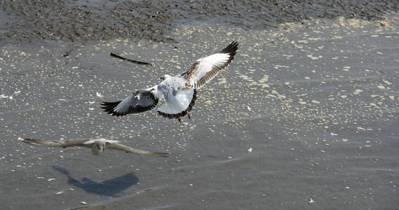 航班 天堂 海鸟 海鸥 环境 野生动物 翅膀 海滩 自由