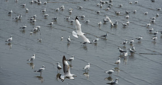打扫 和平 太阳 人群 航班 海鸥 美丽的 海鸟 自由 自然