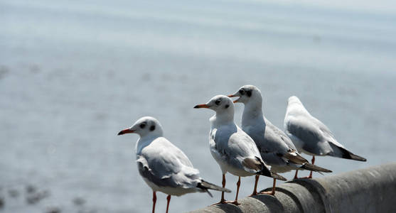 羽毛 天空 海鸟 海洋 假期 环境 海岸 自然 野生动物