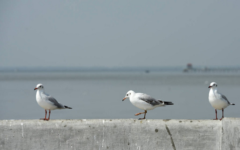 旅行 赫尔辛基 动物 海鸥 自然 海岸 暴露 美丽的 自由