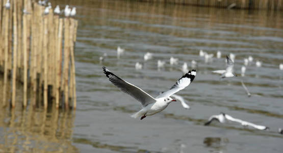 海鸟 自然 动物 翅膀 美丽的 天空 自由 海岸 野生动物