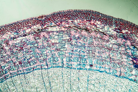 植物 组织学 组织 林登 显微镜检查 细胞 扩大 锦葵 科学