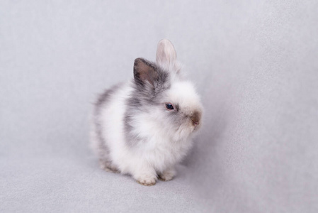 自制 哺乳动物 毛茸茸的 复活节 毛皮 兔子 乐趣 野兔