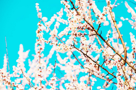 颜色 四月 水果 自然 生活 开花 季节 花园 天空 粉红色