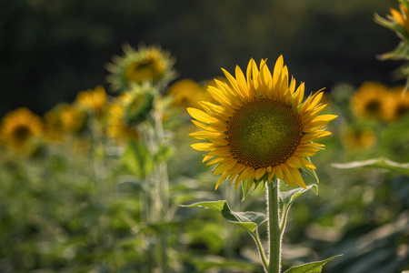 夏天 植物区系 生长 风景 阳光 向日葵 花园 太阳 自然