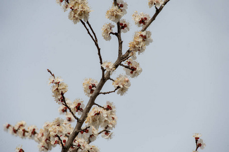 春天 植物区系 天空 夏天 植物学 季节 花的 美丽的 雌蕊