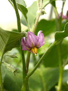 夜色 蔬菜 农业 文化 龙葵 茄科 食物 家庭 植物区系