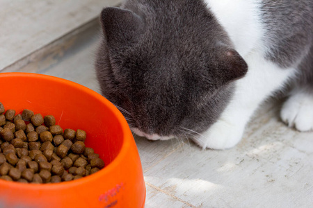 哺乳动物 特写镜头 放松 繁殖 基蒂 猫科动物 甜的 眼睛