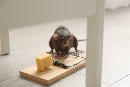 生活 动物学 诱惑 公寓 老鼠 灭绝 特写镜头 控制 奶酪