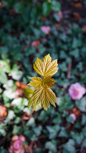 开花 花的 树叶 颜色 春天 纹理 公园 花瓣 自然 特写镜头