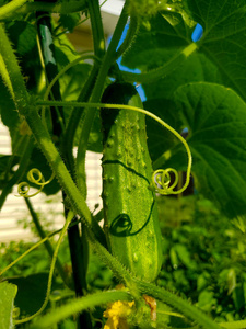 外部 蔬菜 植物 美味的 温室 季节 素食主义者 生态 黄瓜