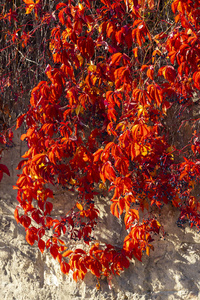 公园 植物 阳光 十月 落下 特写镜头 季节 自然 树叶