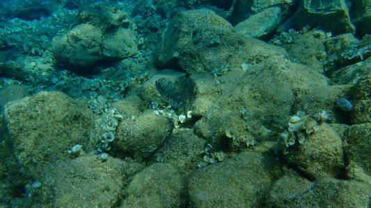 海底 潜水 水下 浮潜 地中海