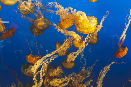 水肺 深的 水下 潜水 水族馆 自然 游泳 美女 珊瑚 海洋