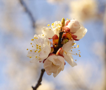 樱桃 开花 自然 分支 前进 春天 天空 四月 早晨 花的