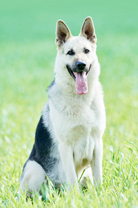 东欧牧羊犬图片