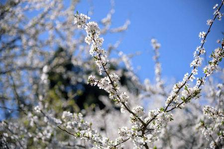 春天 特写镜头 分支 花园 开花 美丽的 花的 风景 季节