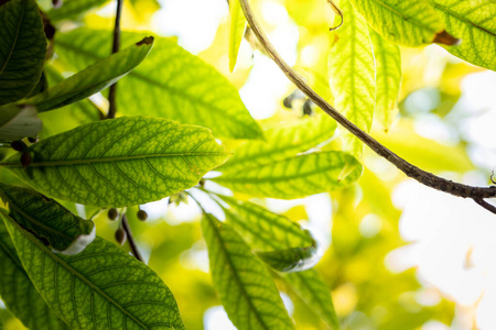 纹理 春天 夏天 集中 植物 生长 阳光 太阳 墙纸 颜色