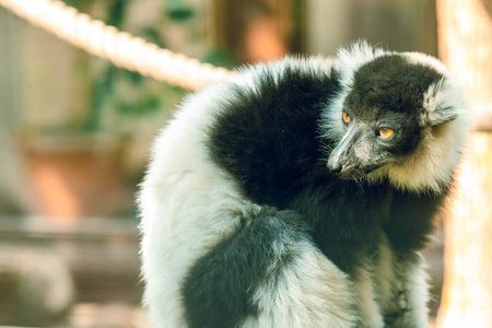 森林 猴子 公园 照片 南方 黑白 特写镜头 毛茸茸的 马达加斯加