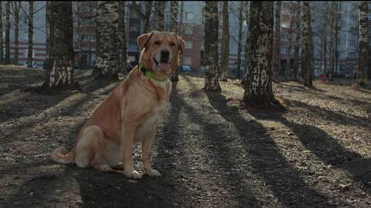 宠物 动物 犬科动物 可爱的 拉布拉多 寻回者 自然 小狗