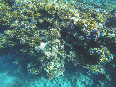 游泳 生态系统 探索 海的 动物 颜色 风景 特写镜头 水族馆