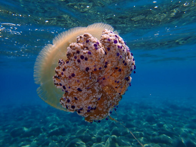 水母 潜水 海底 地中海 浮潜 水下