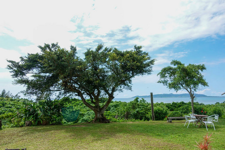 风景 冲绳 天空 夏天 自然 吊床 春天 美丽的 森林 植物