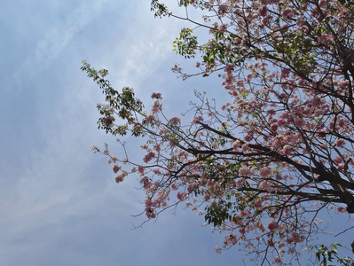 风景 分支 盛开 自然 春天 粉红色 公园 季节 美丽的