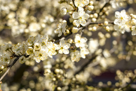 美女 盛开 季节 前进 花瓣 特写镜头 樱桃 公园 花的
