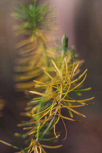 松木 蜘蛛 圣诞节 特写镜头 植物 夏天 季节 针叶树 植物区系