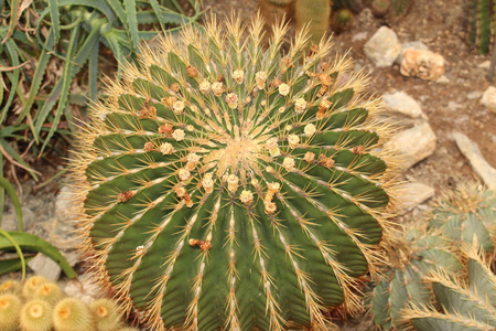 植物区系 仙人掌 花农 泰洛 自然 植物 花园 欧洲 奥地利