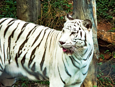 野兽 老虎 动物 毛皮 优雅 危险 哺乳动物 自然 孟加拉