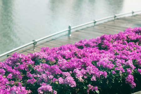 自然 植物 花园 泻湖 风景 特写镜头 粉红色 春天 植物区系