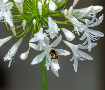 蜜蜂 盛开 春天 动物 生长 花的 粉红色 花蜜 野生动物