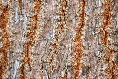 树皮 木材 树干 植物 纹理 森林 自然 老化 特写镜头