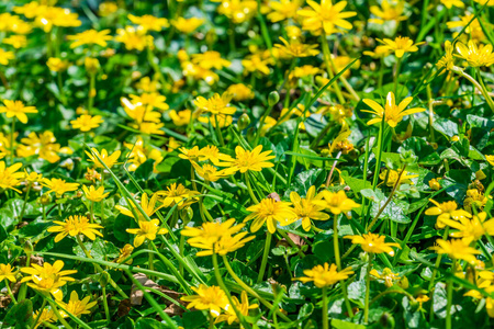 自然 植物 草地 英国 季节 乡村 草坪 种类 开花 花的