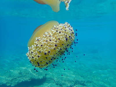 浮潜 海底 水母 潜水 地中海 水下