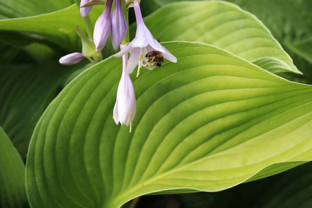 自然 韩国 植物 日本 夏天 假珠宝 昆虫 花粉 车前草