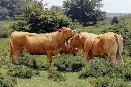 乡村 哺乳动物 农场 奶牛 牛肉 牧场 自然 农事 牛奶