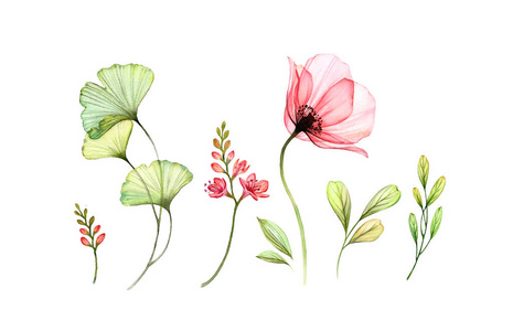 独活草枝孤立图片