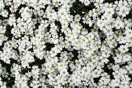 插图 墙纸 美女 花瓣 夏天 细枝 植物 织物 特写镜头