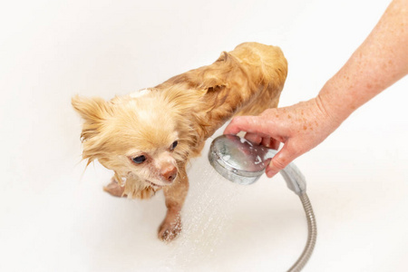 站立 纯种 繁殖 洗发水 哺乳动物 洗涤 喷雾 卫生 浴缸