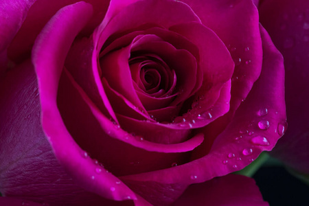浪漫 情人 玫瑰 礼物 开花 花园 花的 美女 美丽的 花瓣