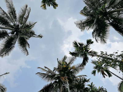 椰子 旅行 美女 美丽的 天空 太阳 海洋 植物 天堂 夏天