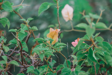 花的 自然 美丽的 园艺 植物学 花园 植物 三角梅 春天