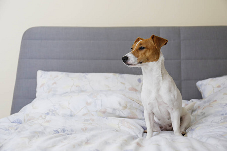 公寓 枕头 卧室 休息 可爱的 宠物 公司 床单 拉塞尔