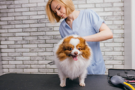 细心的美容师巧妙地处理宠物