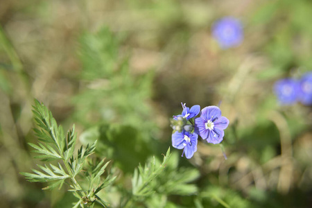 绿色植物 盛开 特写镜头 植物学 园艺 美丽的 花园 夏天